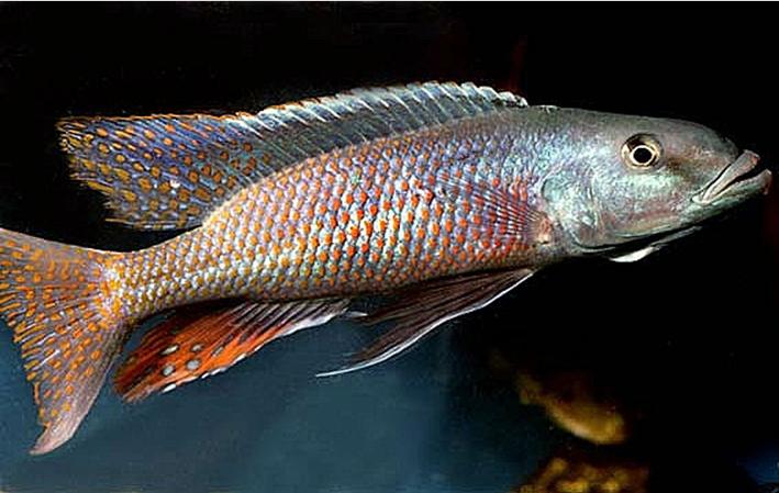 Champsochromis caeruleus